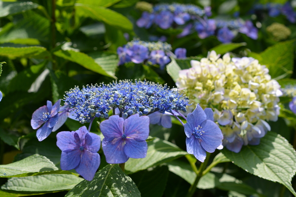 f:id:gzutetsu:20140614133711j:image