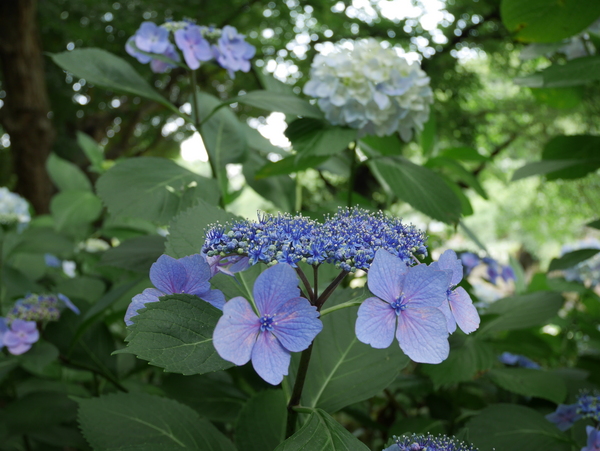 f:id:gzutetsu:20140614133836j:image