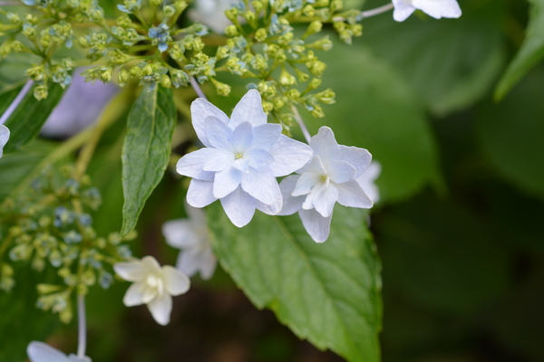f:id:gzutetsu:20140614134235j:image