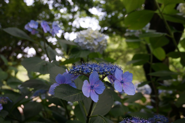 f:id:gzutetsu:20140614134348j:image