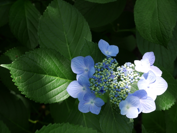 f:id:gzutetsu:20140614134604j:image