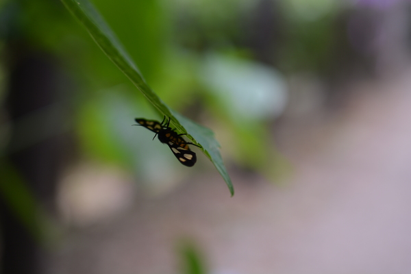f:id:gzutetsu:20140614134956j:image