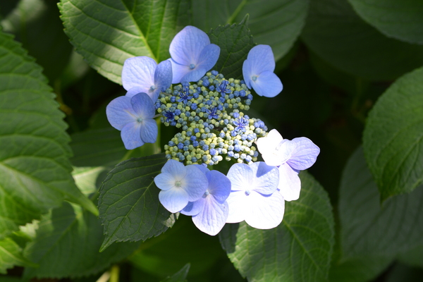 f:id:gzutetsu:20140614135314j:image