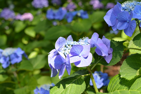 f:id:gzutetsu:20140614141227j:image