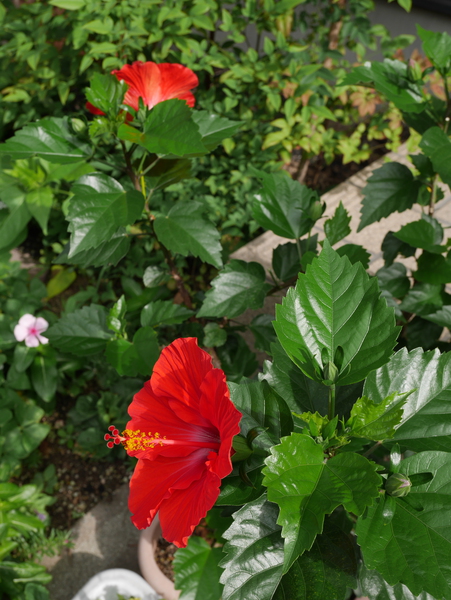 f:id:gzutetsu:20140708075733j:image