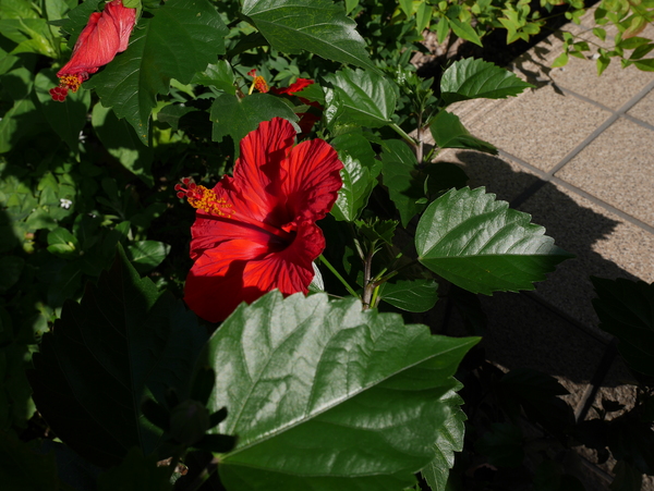 f:id:gzutetsu:20140712080920j:image