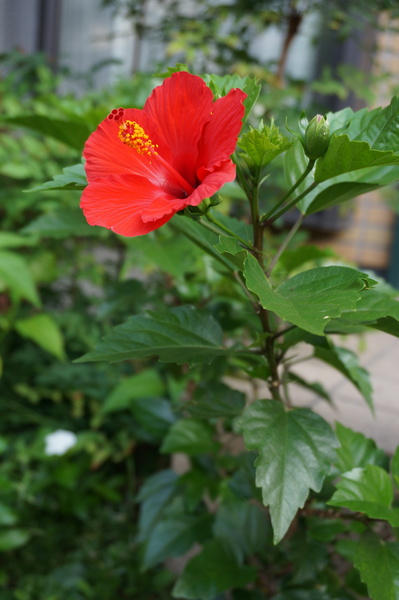 f:id:gzutetsu:20140721063942j:image