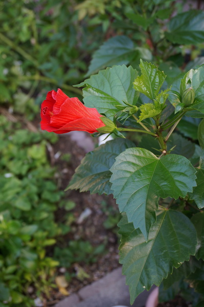 f:id:gzutetsu:20140813062858j:image