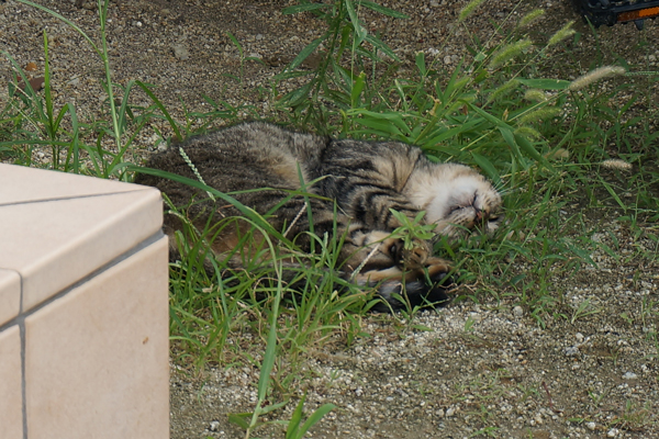 f:id:gzutetsu:20140813185442j:image
