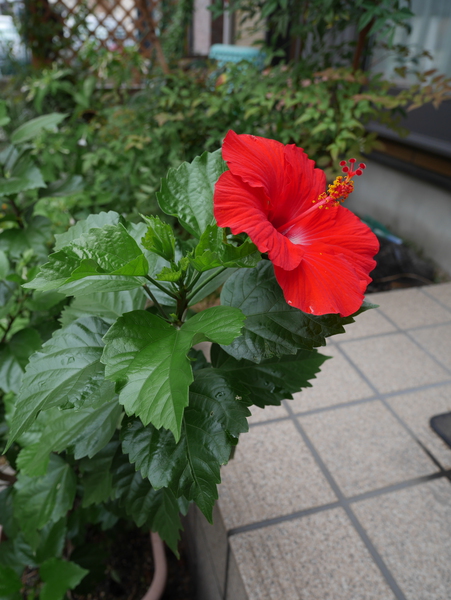 f:id:gzutetsu:20140815092140j:image
