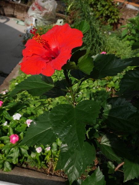 f:id:gzutetsu:20140818074157j:image