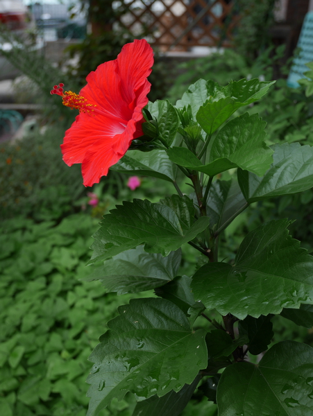 f:id:gzutetsu:20140826074957j:image f:id:gzutetsu:20140826074957j:image