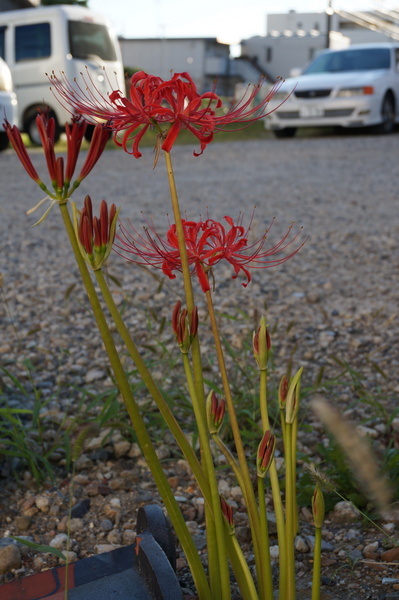 f:id:gzutetsu:20140913164559j:image