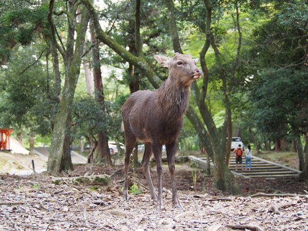 f:id:gzutetsu:20141004133501j:image f:id:gzutetsu:20141004133501j:image