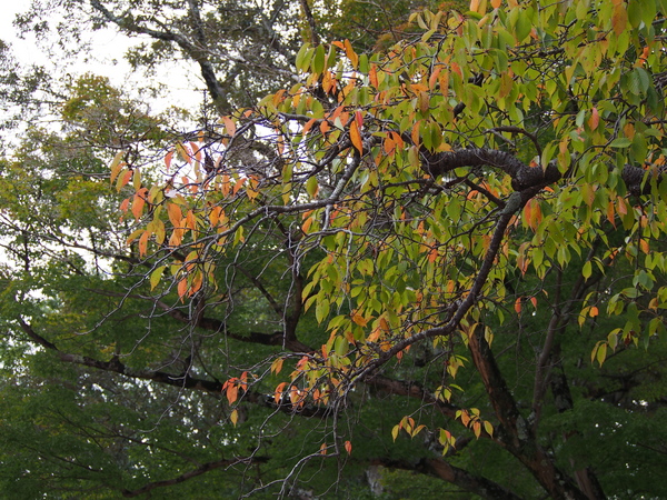 f:id:gzutetsu:20141004161415j:image f:id:gzutetsu:20141004161415j:image