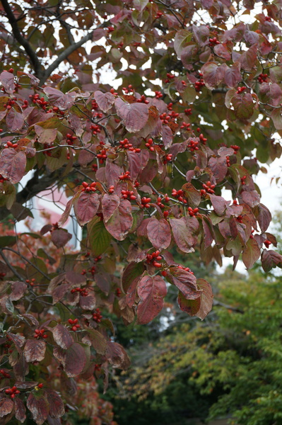 f:id:gzutetsu:20141005090918j:image