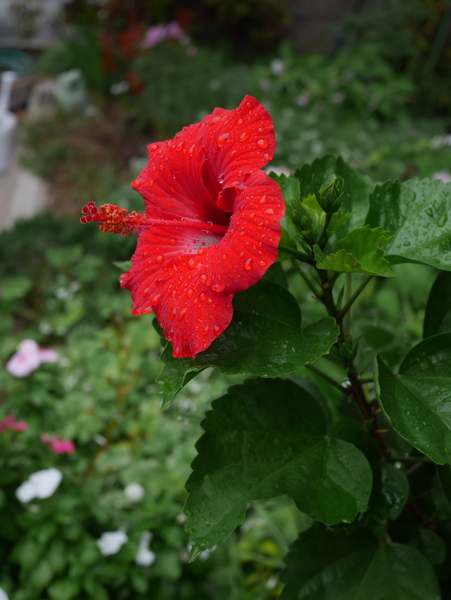 f:id:gzutetsu:20141013082259j:image