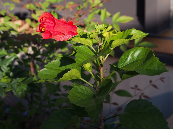 f:id:gzutetsu:20141028074424j:image