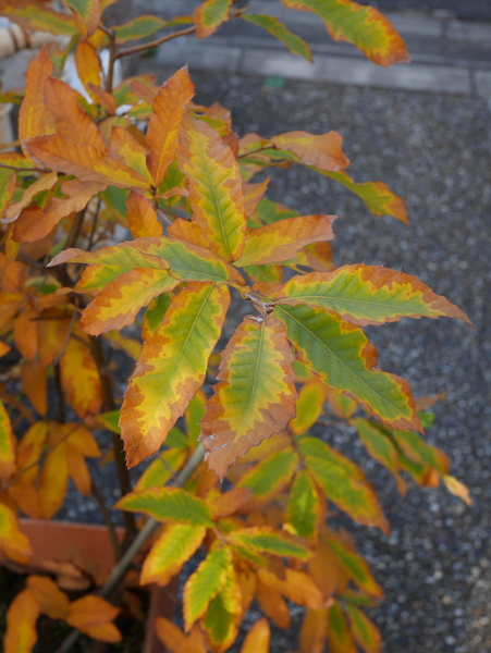 f:id:gzutetsu:20141106075536j:image