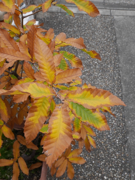f:id:gzutetsu:20141108125709j:image f:id:gzutetsu:20141108125709j:image