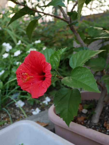 f:id:gzutetsu:20141110080038j:image