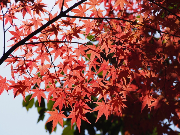 f:id:gzutetsu:20141123115411j:image