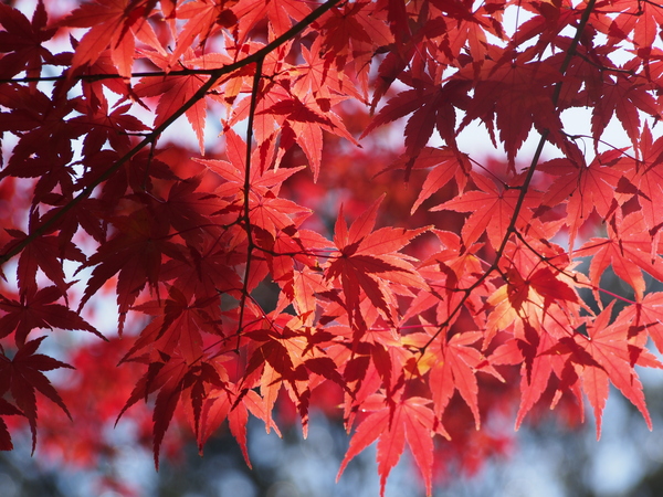 f:id:gzutetsu:20141123115449j:image