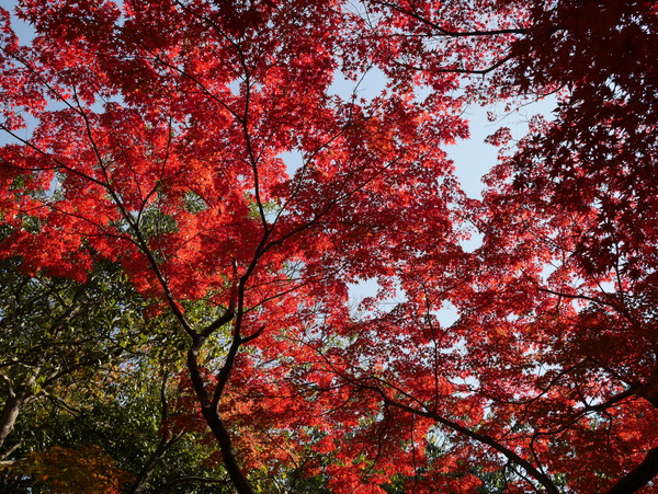 f:id:gzutetsu:20141123115923j:image