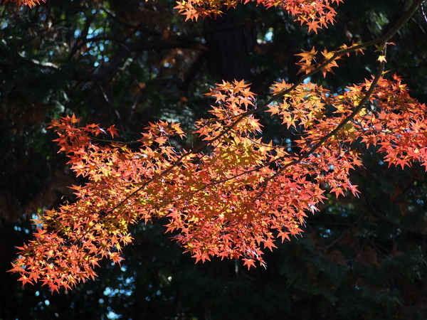f:id:gzutetsu:20141123120029j:image