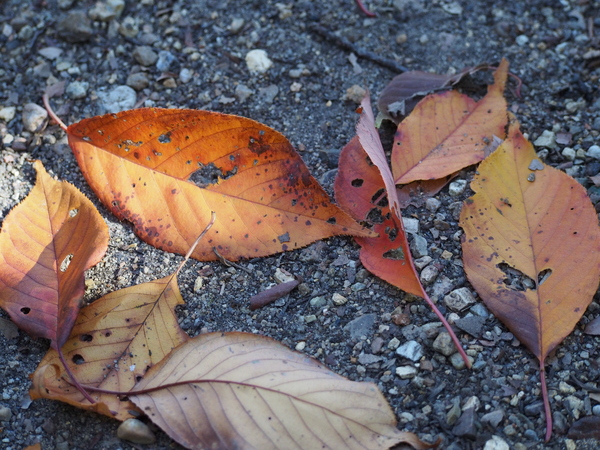 f:id:gzutetsu:20141123122645j:image