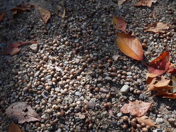 f:id:gzutetsu:20141123123241j:image
