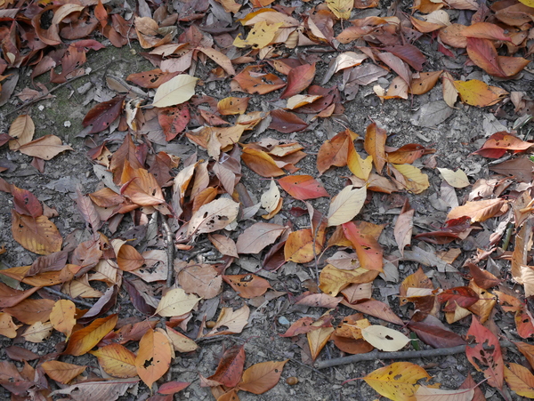f:id:gzutetsu:20141123123334j:image