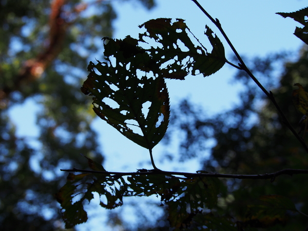 f:id:gzutetsu:20141123123845j:image