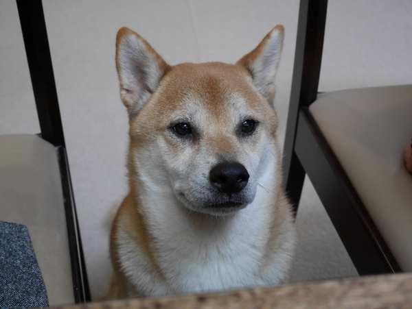 f:id:gzutetsu:20150111144139j:image