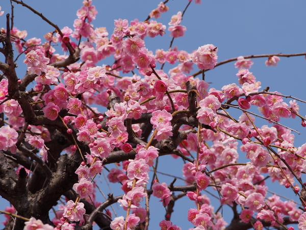 f:id:gzutetsu:20150315100015j:image