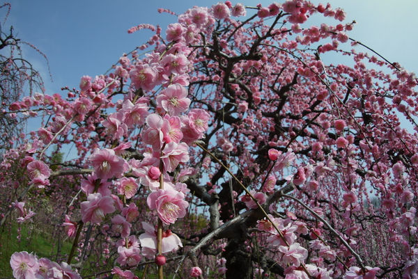 f:id:gzutetsu:20150315103221j:image