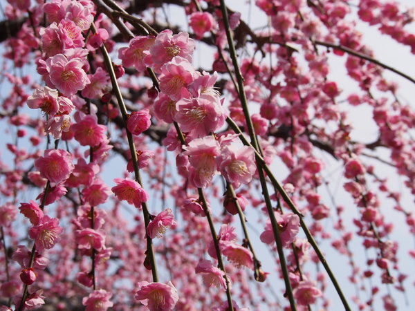 f:id:gzutetsu:20150315110355j:image
