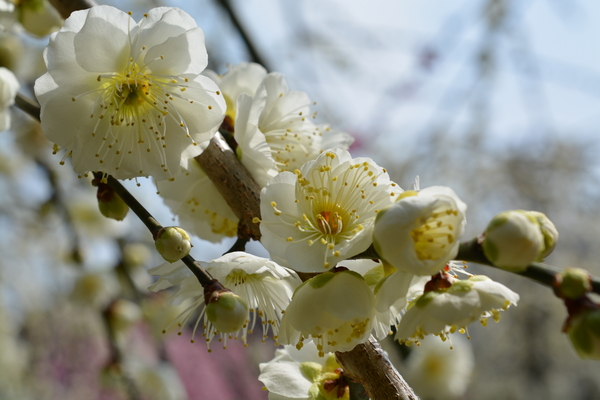 f:id:gzutetsu:20150315110657j:image