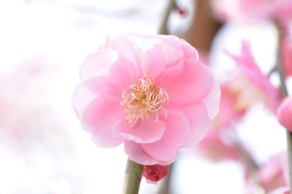 f:id:gzutetsu:20150315112530j:image