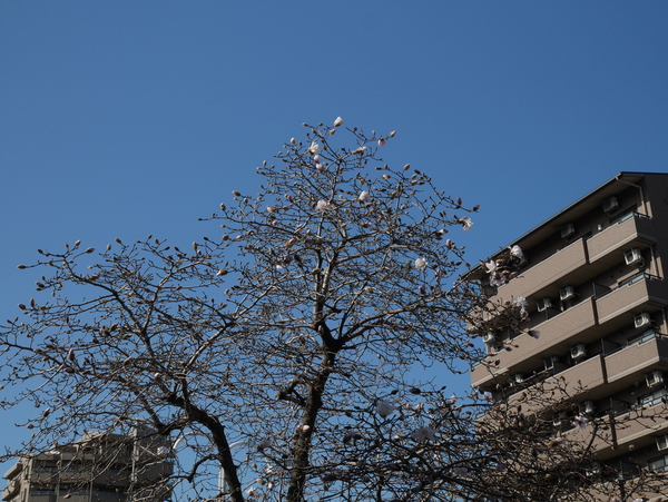 f:id:gzutetsu:20150320083420j:image