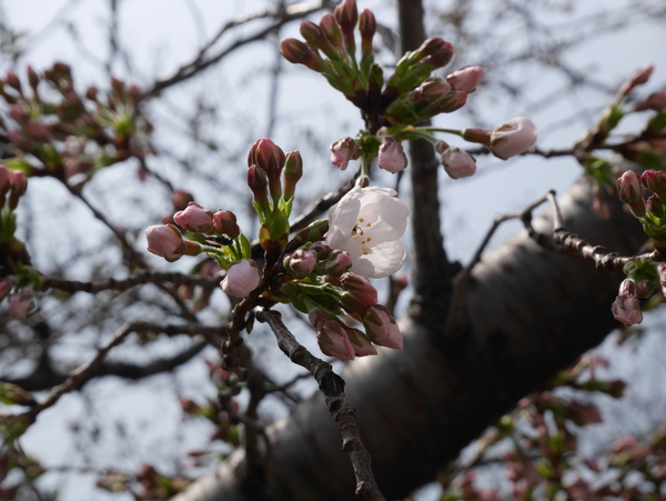 f:id:gzutetsu:20150322115103j:image