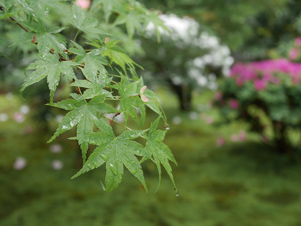 f:id:gzutetsu:20150504135920j:image