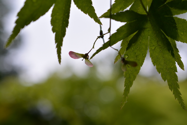 f:id:gzutetsu:20150504142228j:image