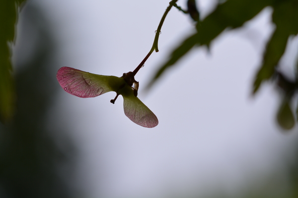 f:id:gzutetsu:20150504142313j:image