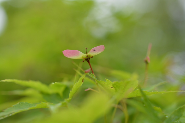 f:id:gzutetsu:20150504144611j:image