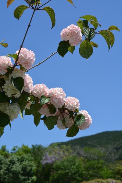f:id:gzutetsu:20150505121403j:image