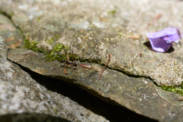 f:id:gzutetsu:20150505131459j:image