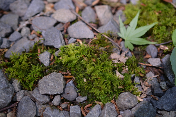 f:id:gzutetsu:20150505133152j:image