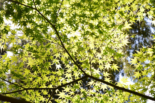 f:id:gzutetsu:20150505133314j:image