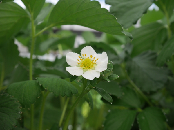 f:id:gzutetsu:20150505152609j:image
